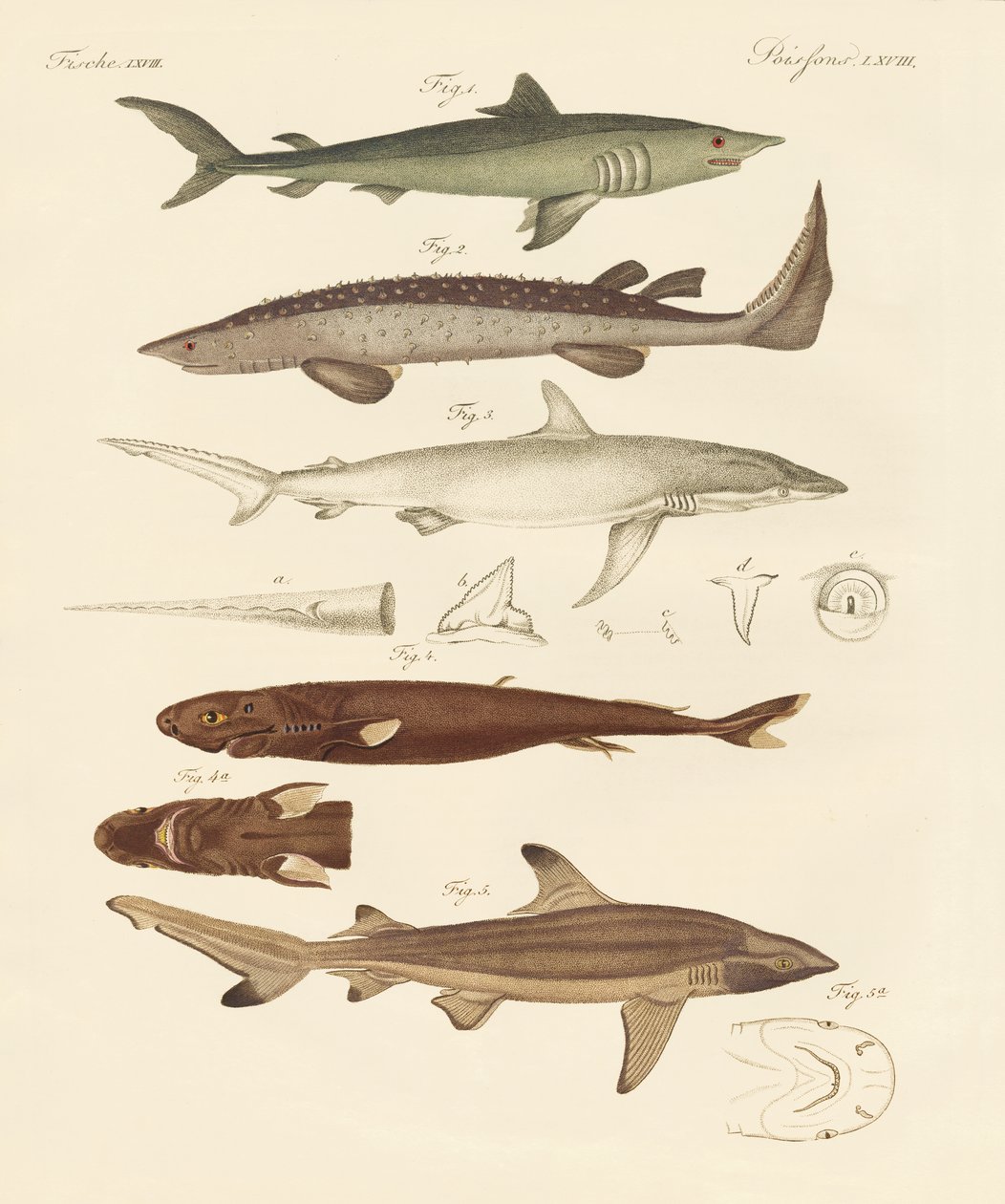 Tipos extraños de tiburones de German School