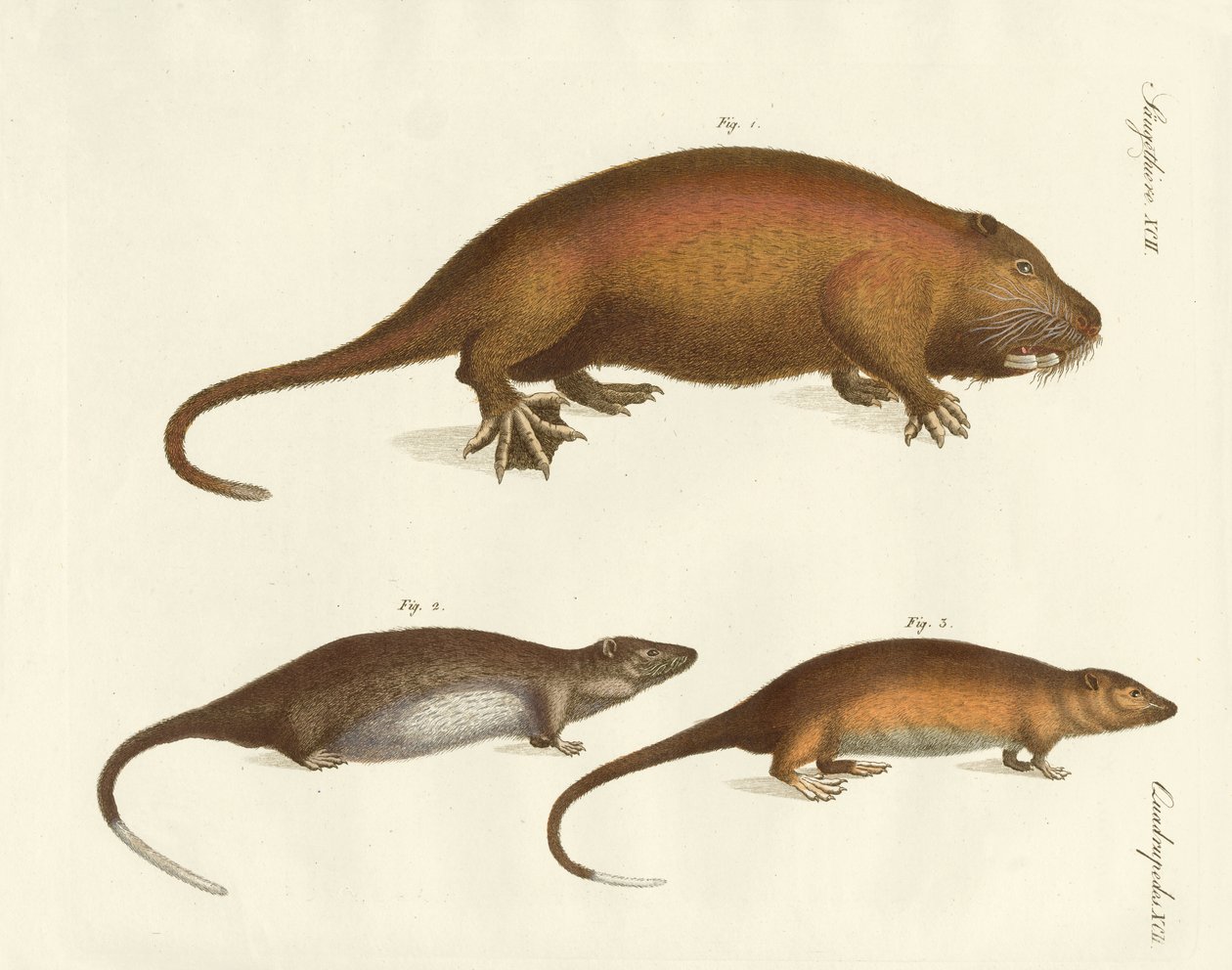 Mamíferos extraños de German School