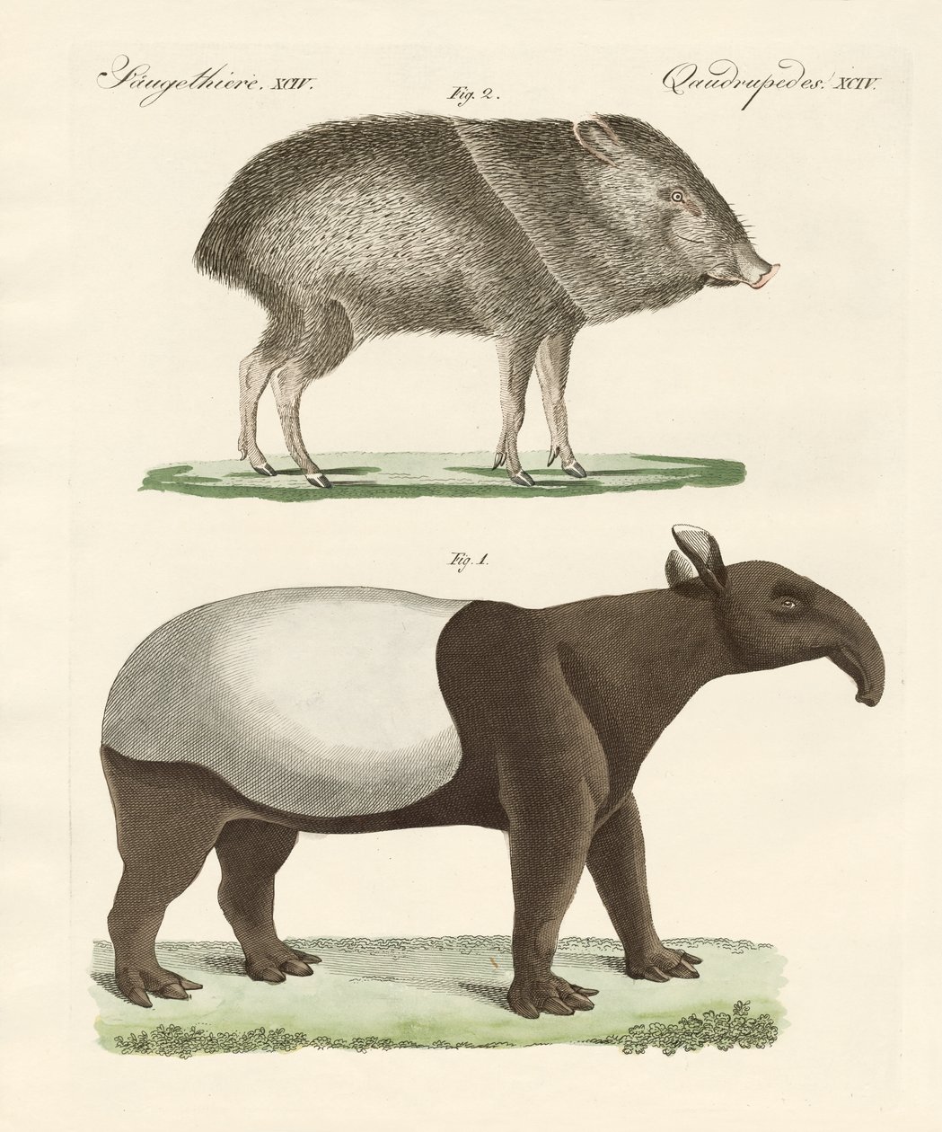 Mamíferos extraños de German School