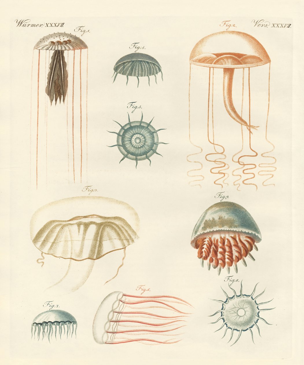 Medusas extrañas de German School