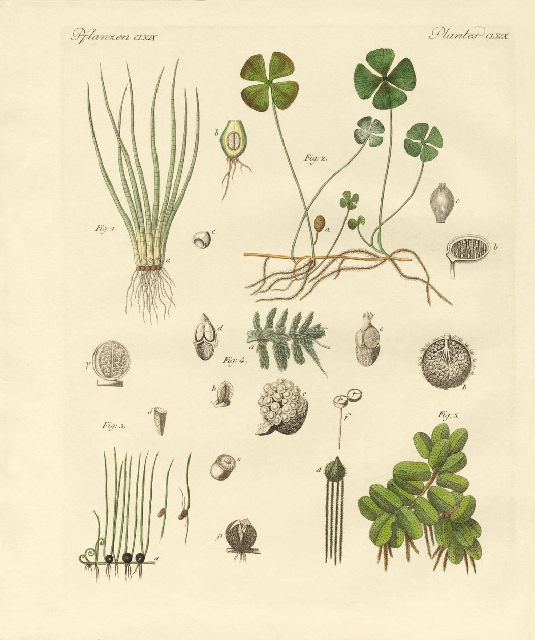 Plantas extrañas de German School