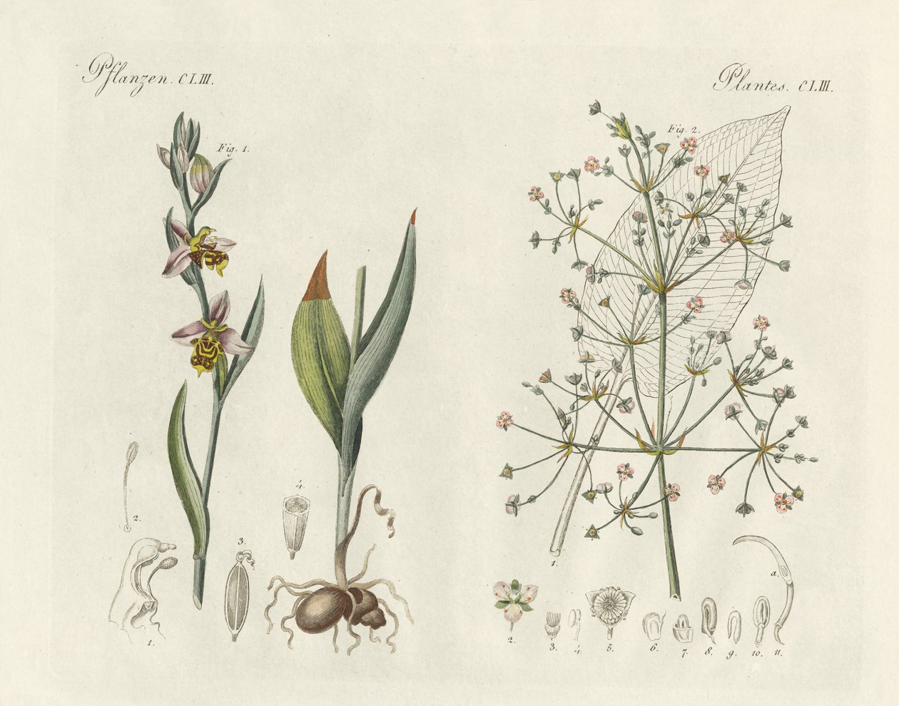 Plantas extrañas de German School