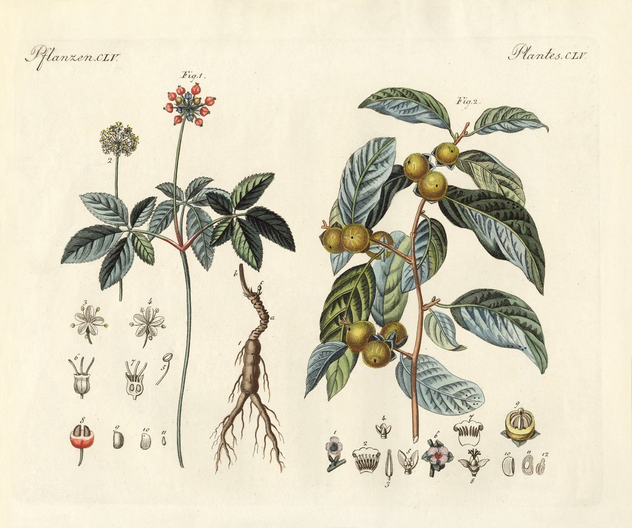 Plantas extrañas de German School