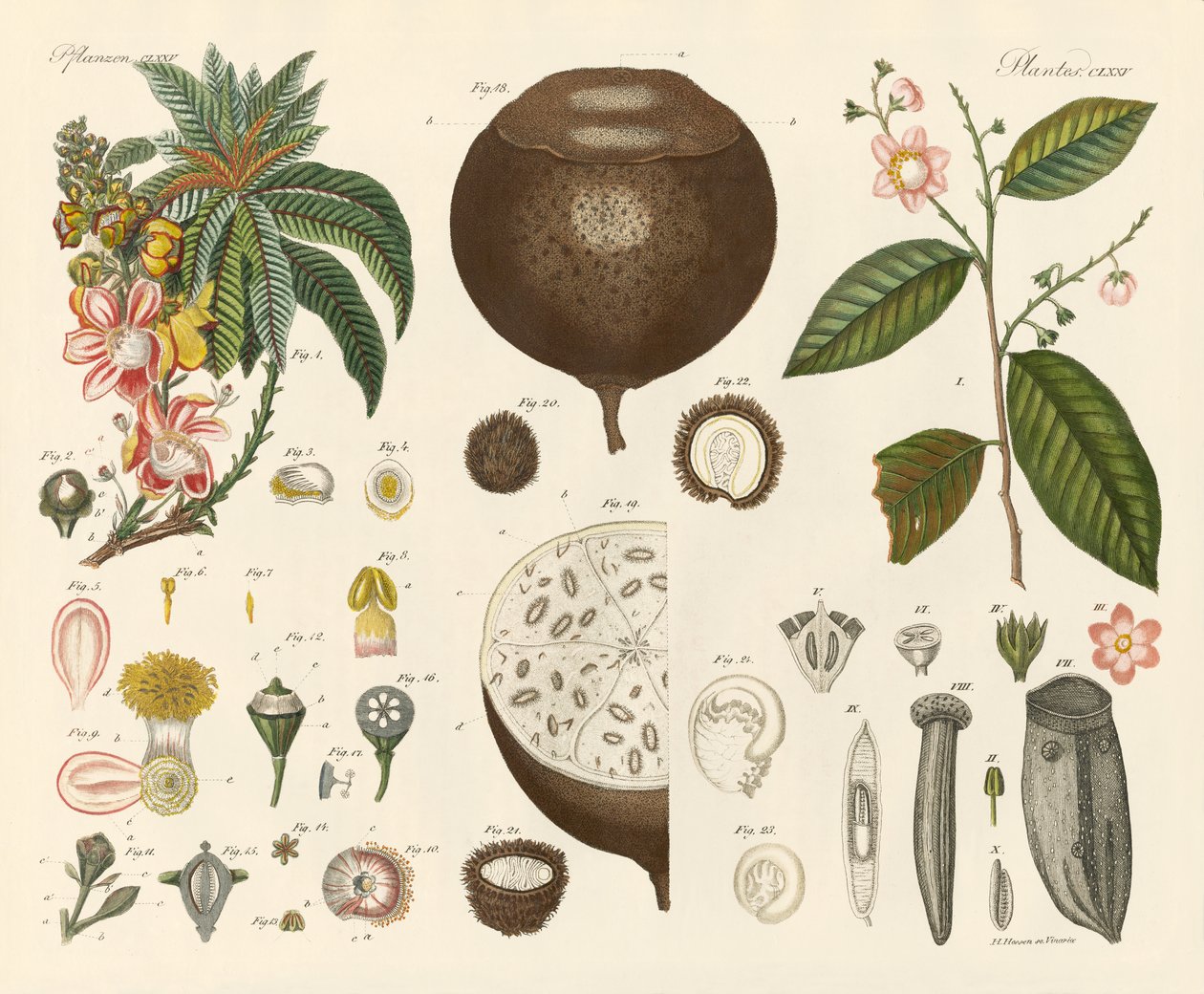 Plantas extrañas de German School