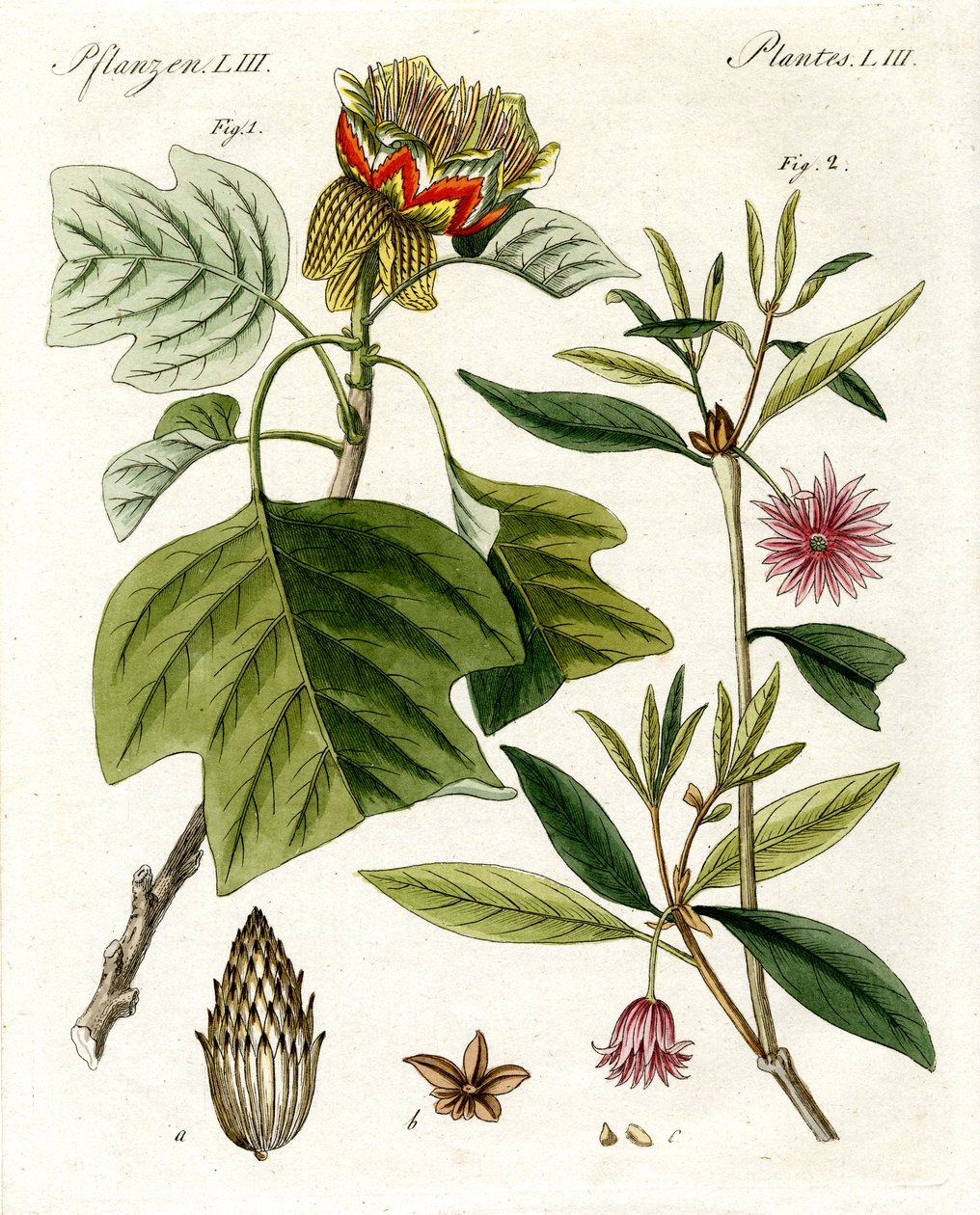 Plantas extrañas de German School