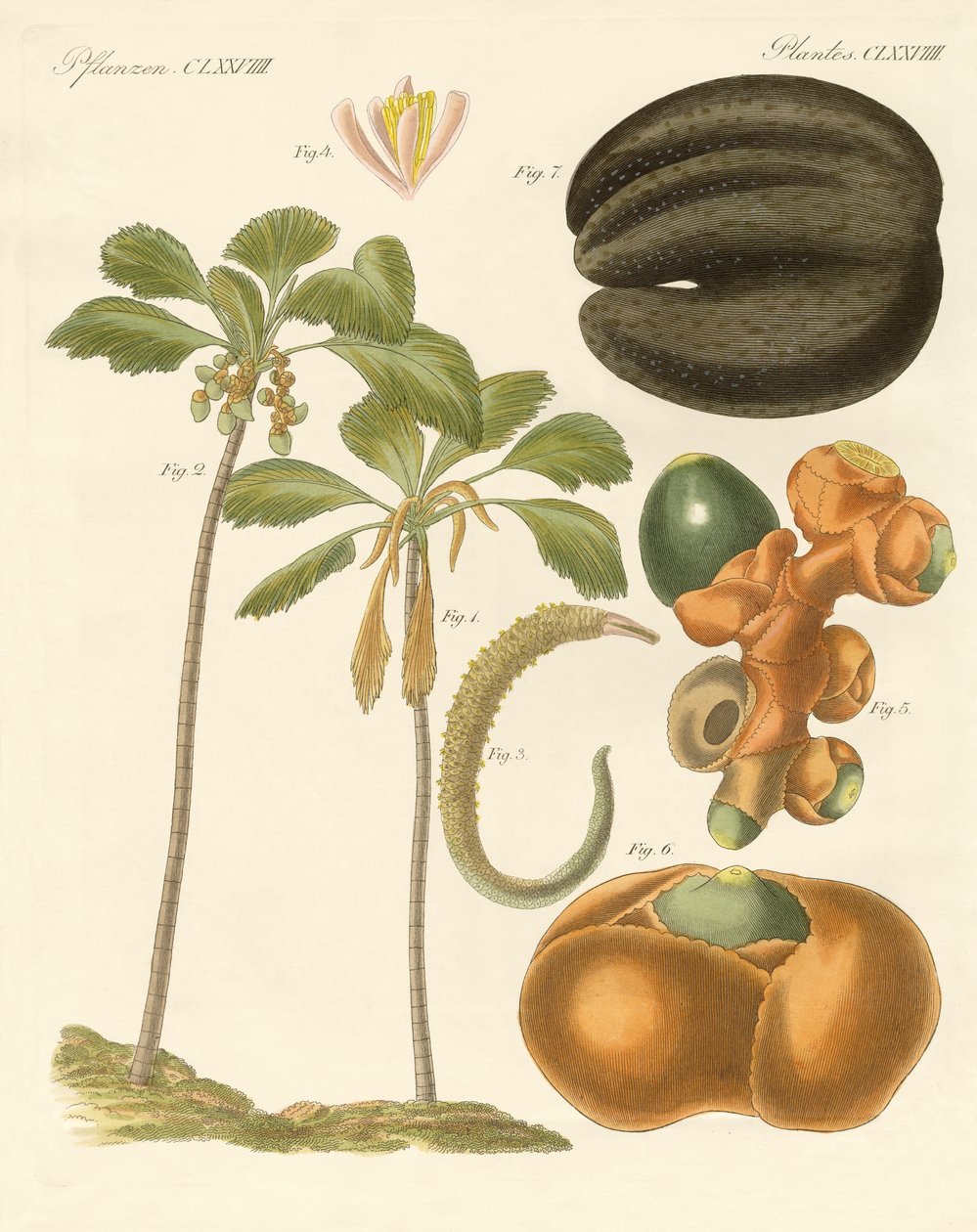 Plantas extrañas de German School