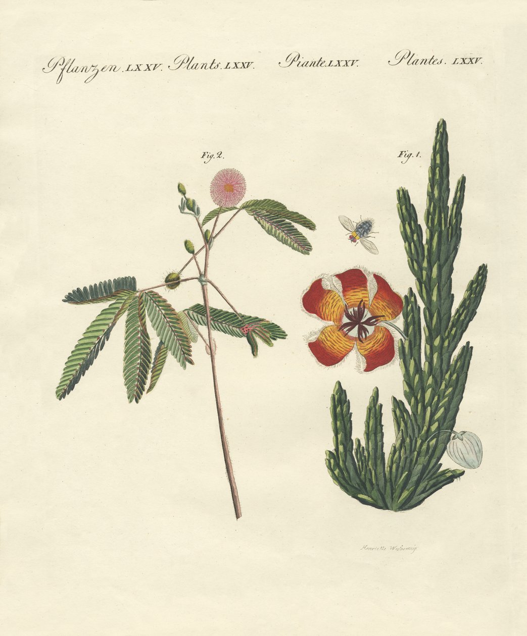 Plantas extrañas de German School