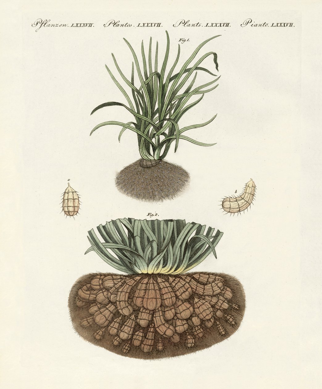 Plantas extrañas de German School