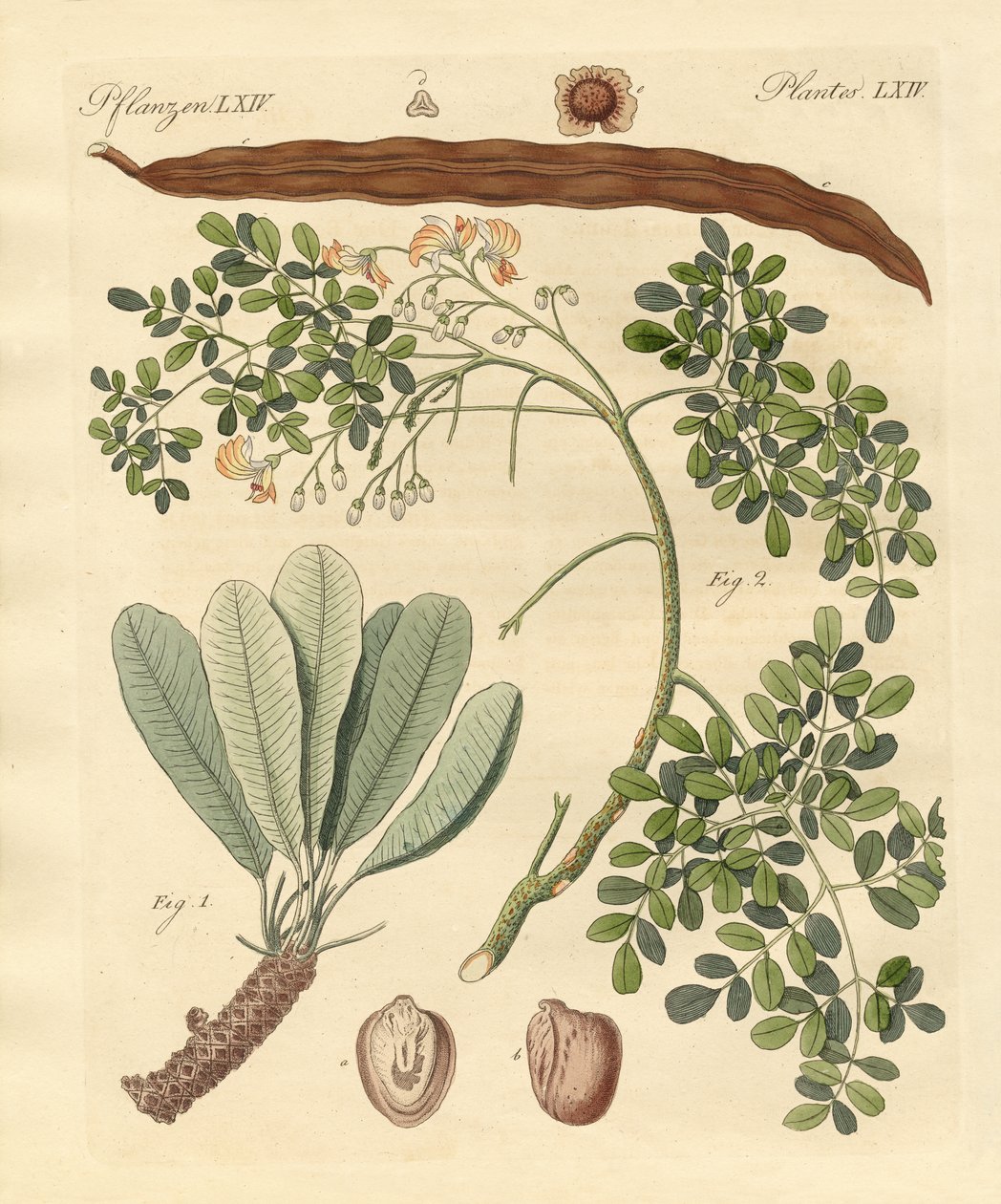 Plantas extrañas de German School