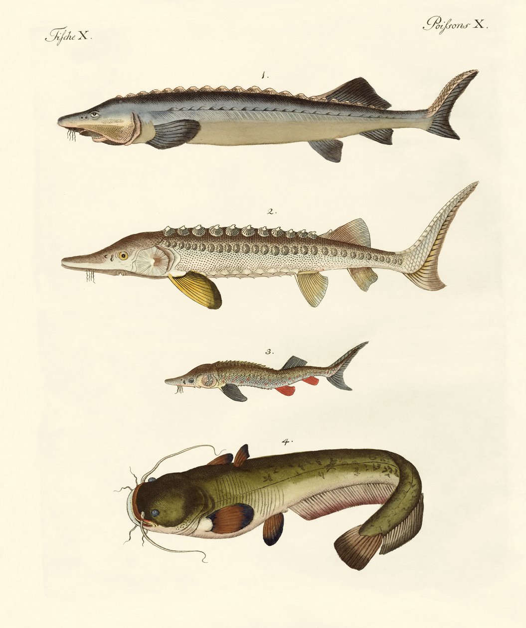 Peces de río extraños de German School