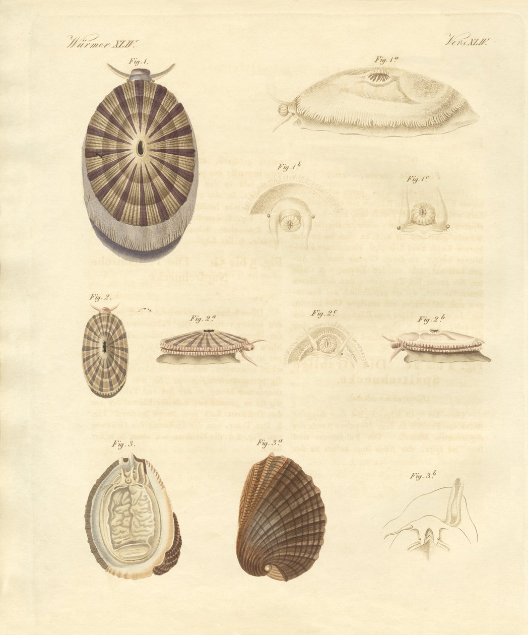 Caracoles extraños de German School