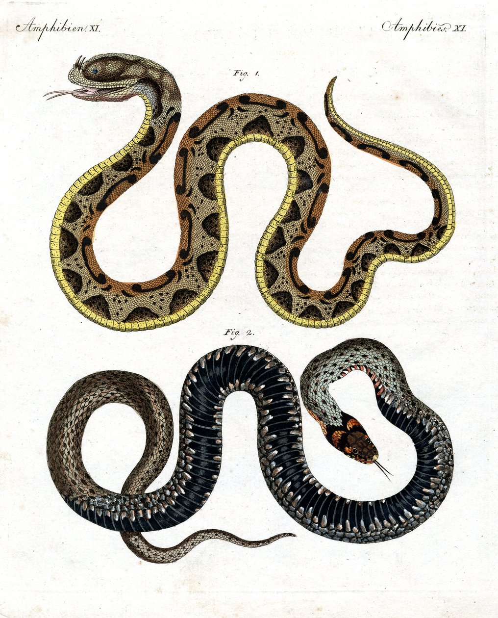 Serpiente extraña de German School