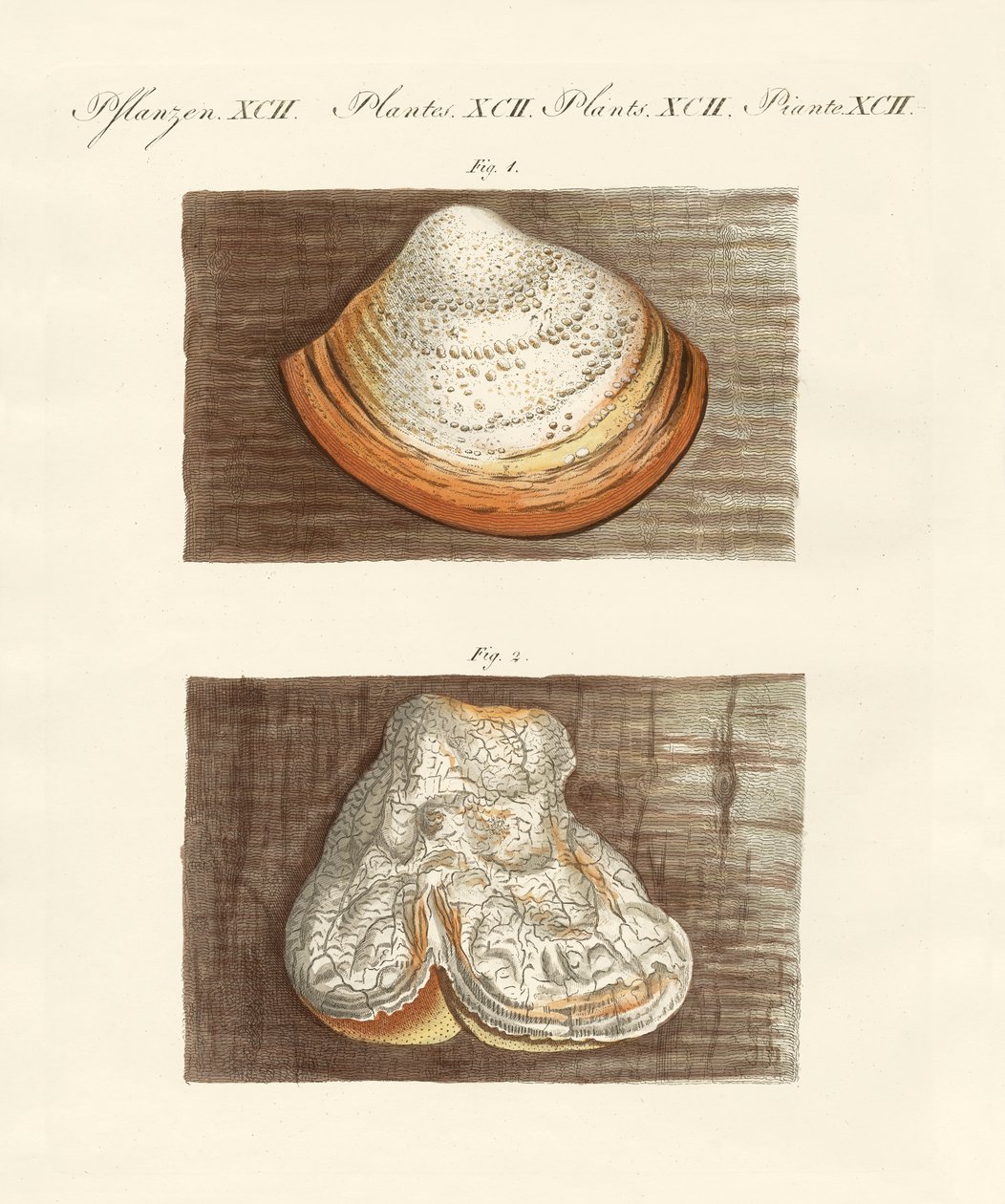 Esponjas extrañas de German School