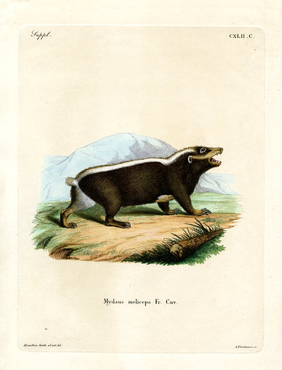 Tejón Apestoso de Sunda de German School