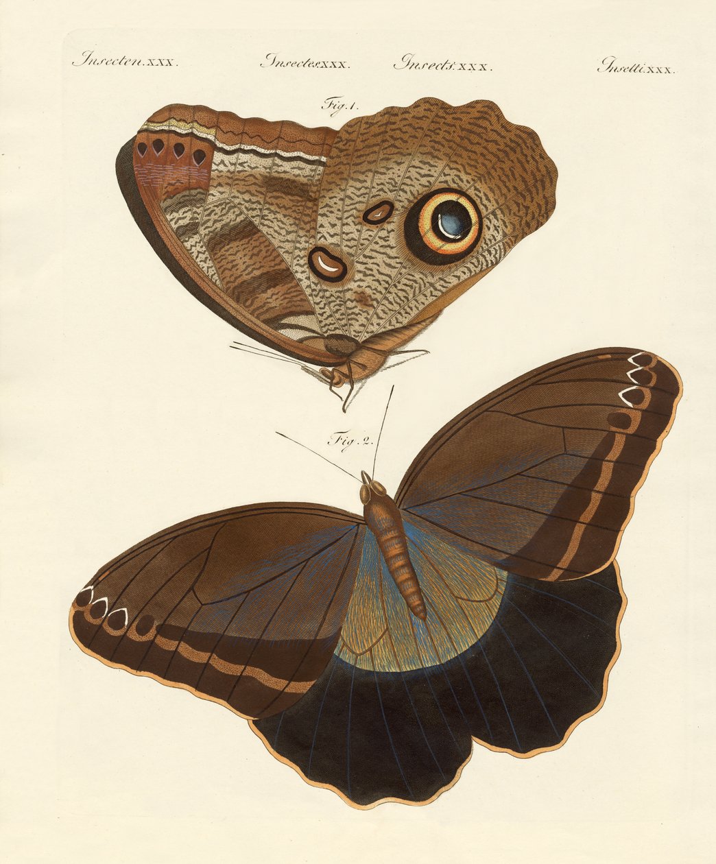 Mariposas de Surinam de German School