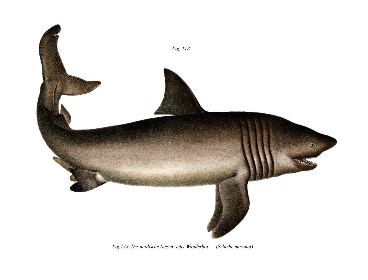 Tiburón peregrino de German School