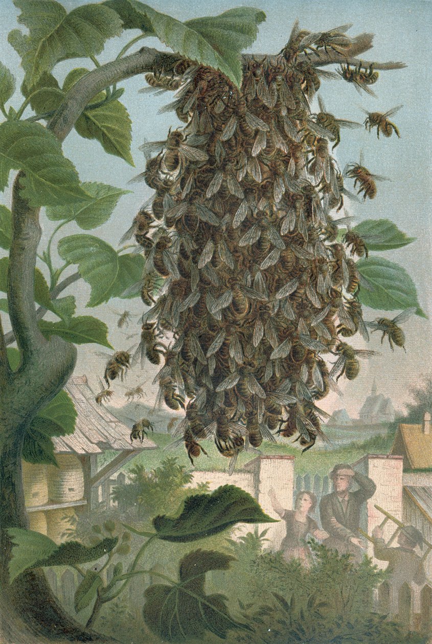 El nido de abejas, finales del siglo XIX de German School