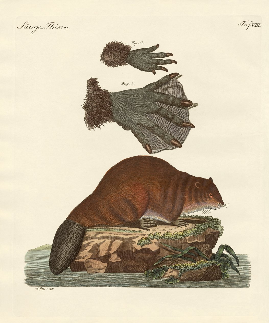 El castor de German School