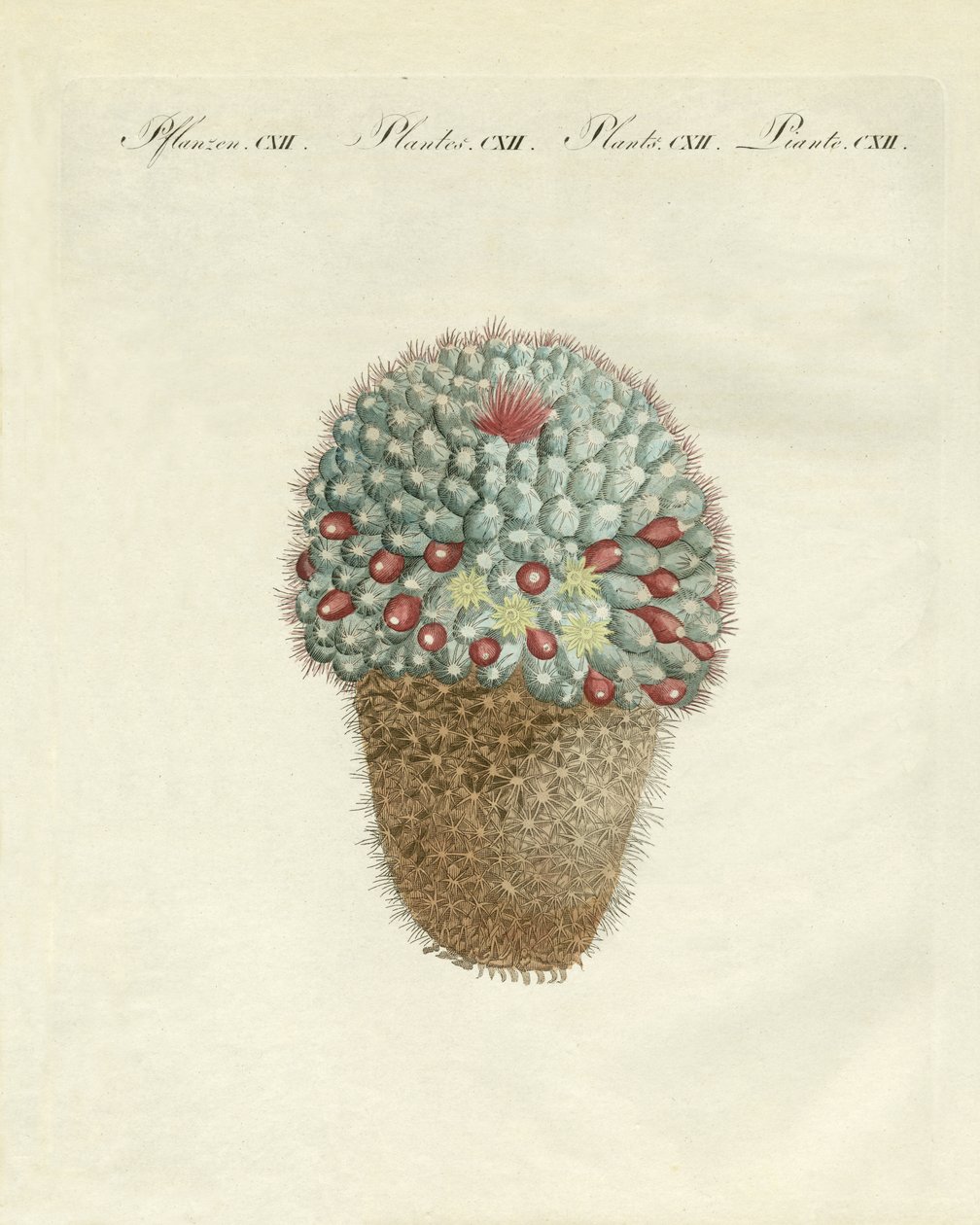 El cardón melón en forma de pecho de German School
