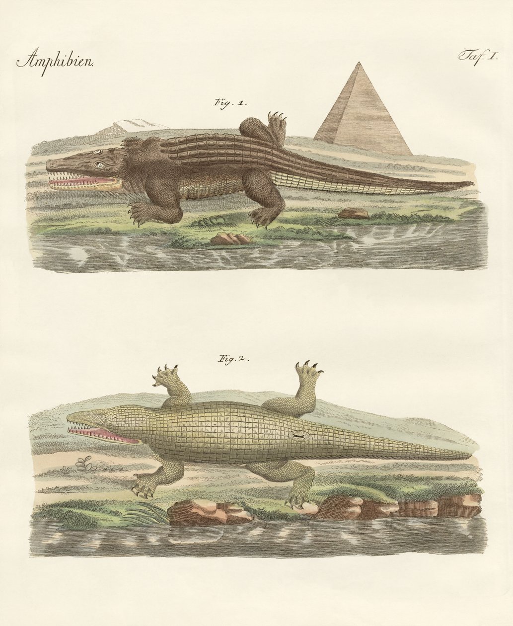 El cocodrilo de German School