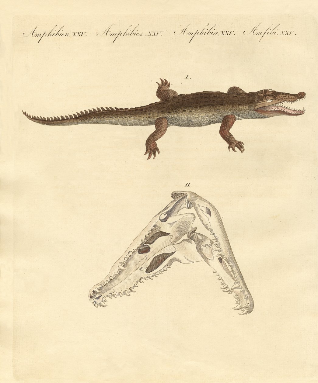 El cocodrilo de Santo Domingo de German School
