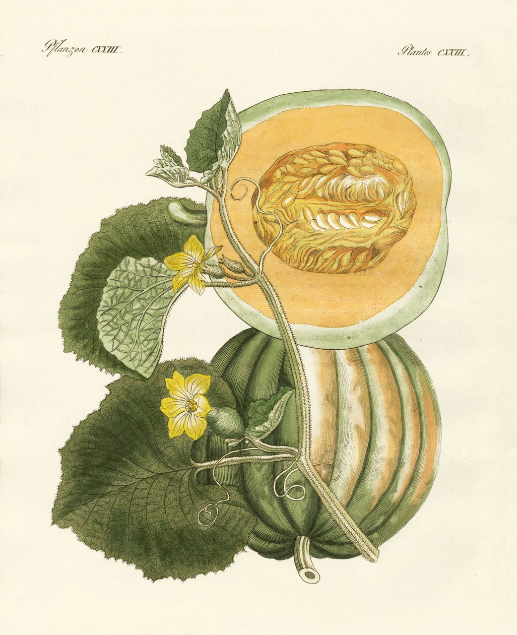 El melón de German School