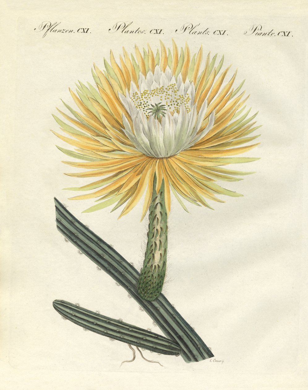 El espléndido cactus antorcha de flores grandes de German School