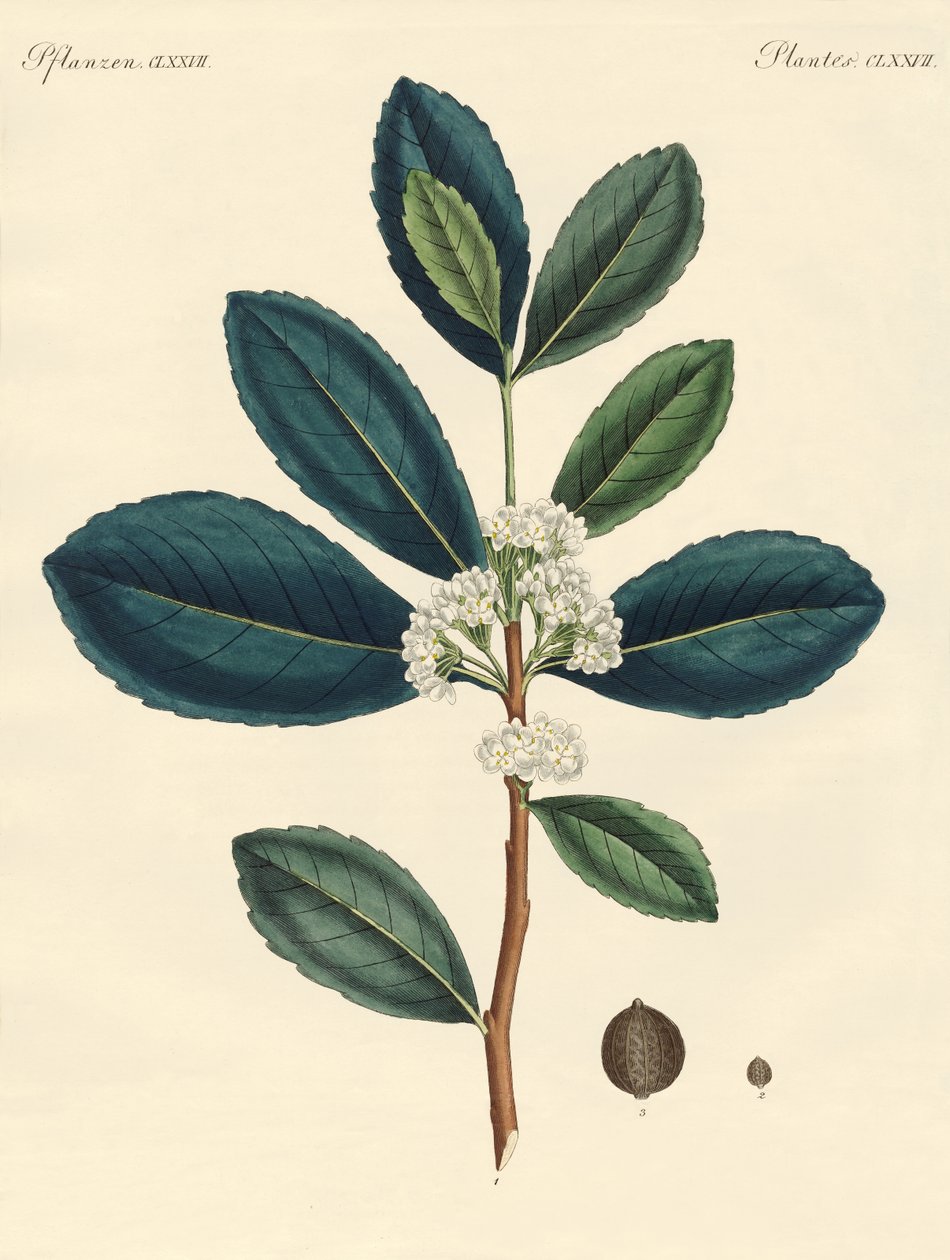 El té de Paraguay de German School