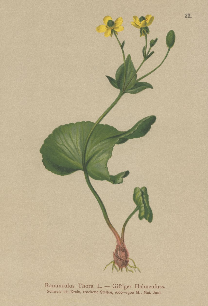 Ranúnculo de Thora (Ranunculus Thora) de German School