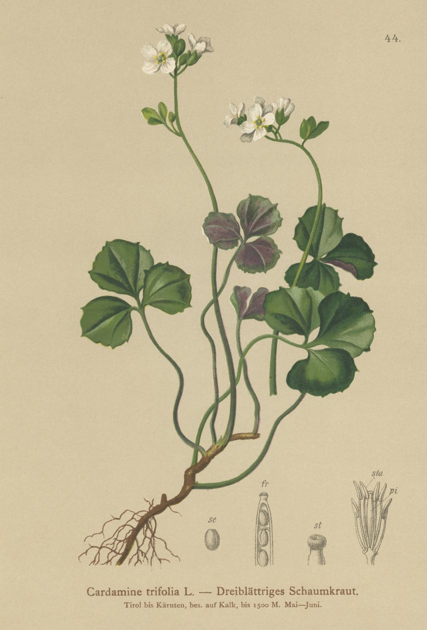 Berro amargo de tres hojas (Cardamine trifolia) de German School