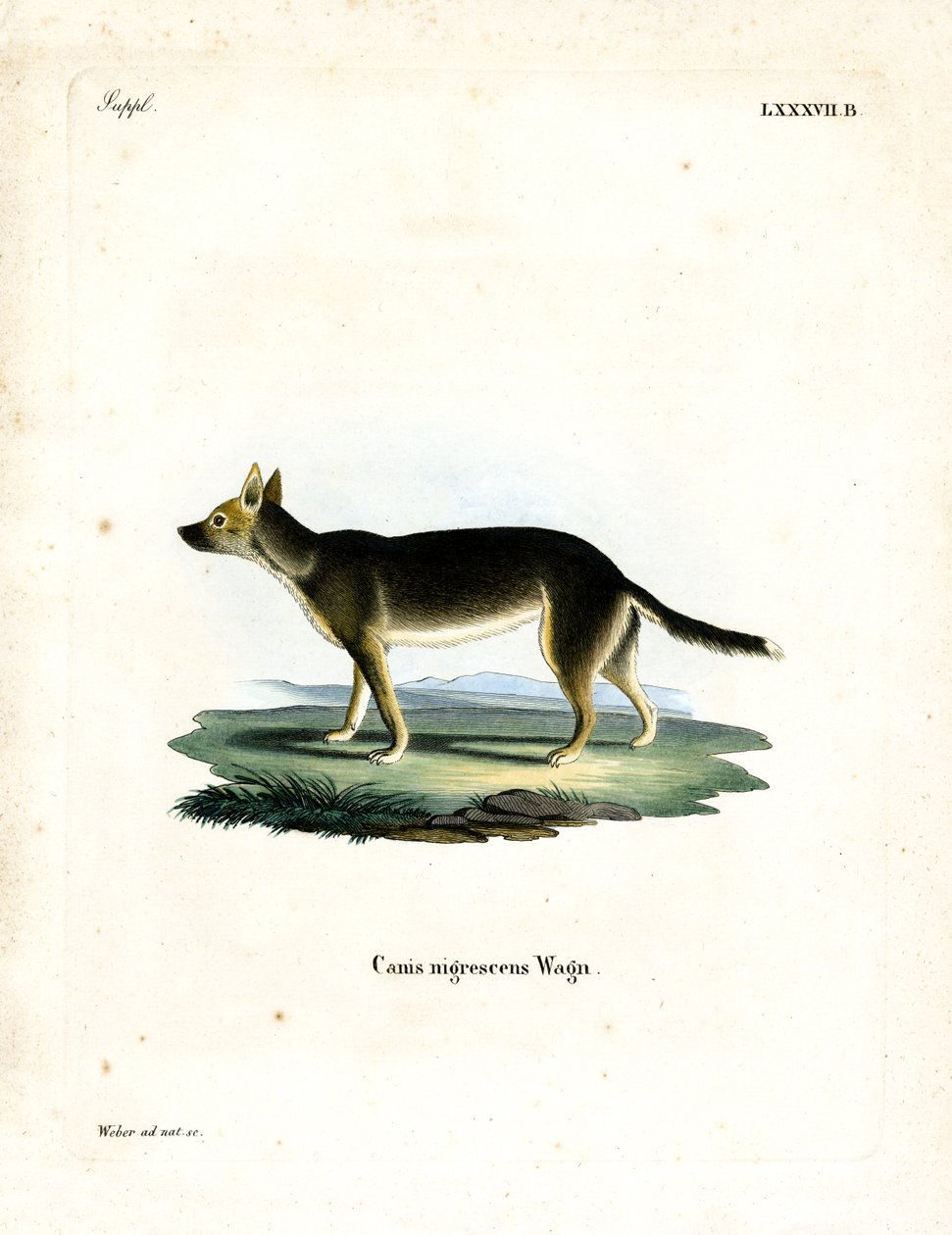 Perro tibetano de German School