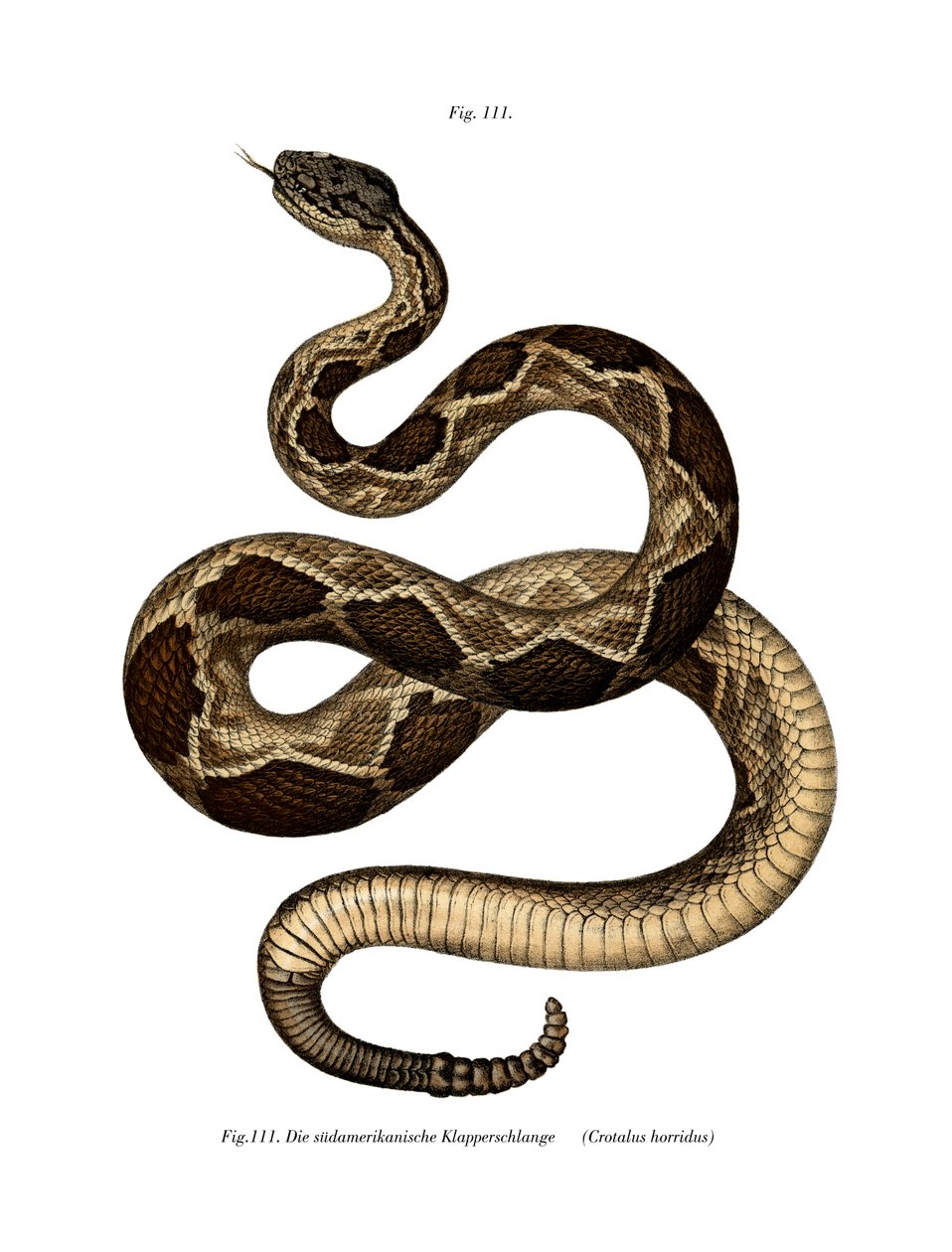 Serpiente de cascabel de madera de German School