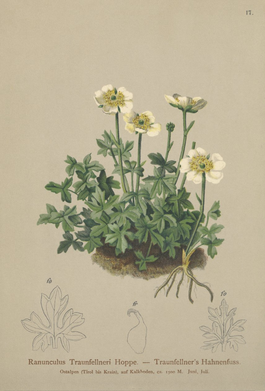 Ranúnculo de Traunfellners (Ranunculus Traunfellneri) de German School