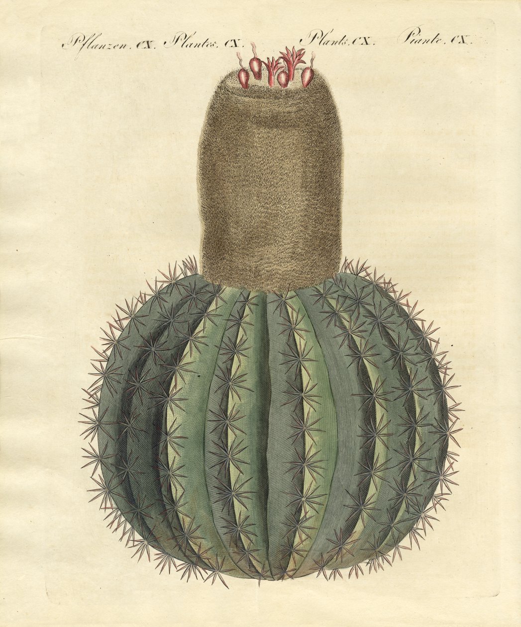 Cactus de gorro turco de German School