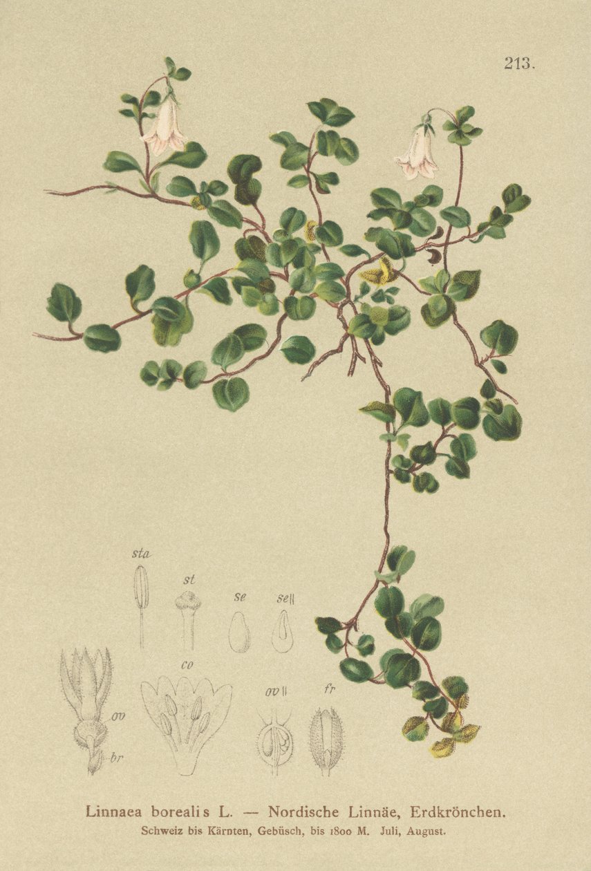 Flor gemela (Linnaea borealis) de German School