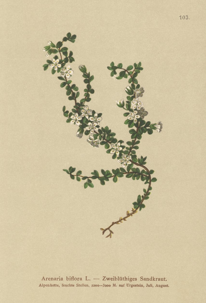 Sandwort de dos flores de German School