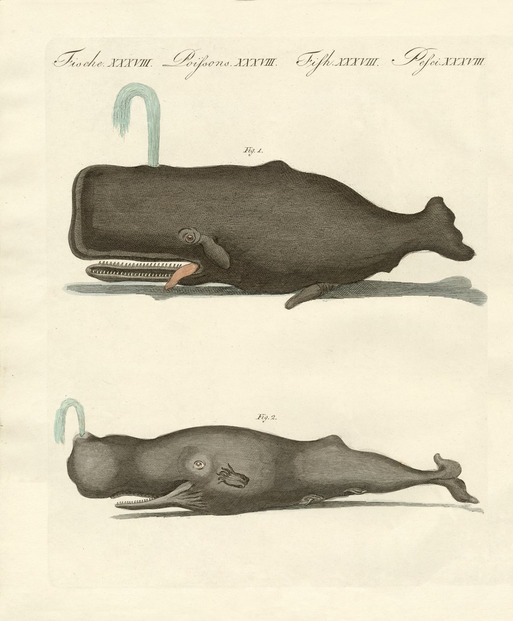 Dos tipos extraños de ballenas de German School