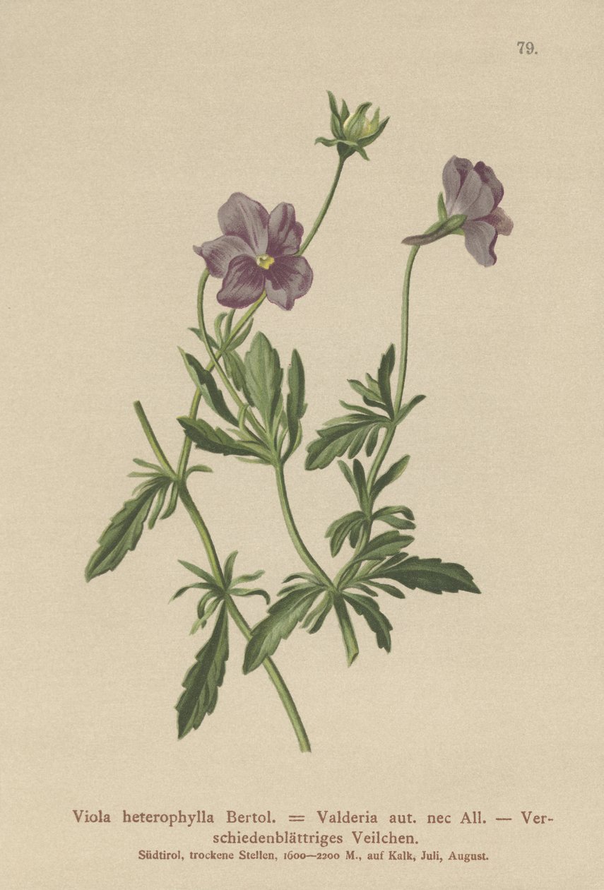 Violeta de Valderia de German School