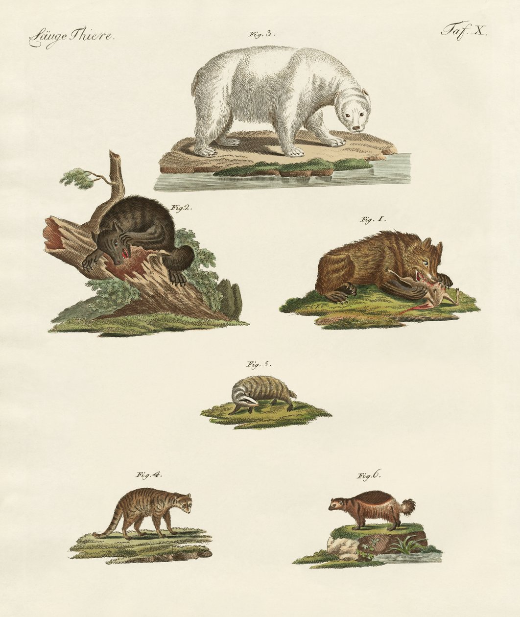 Varios tipos de osos de German School