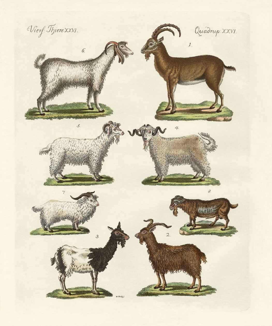 Varios tipos de cabras y machos cabríos de German School