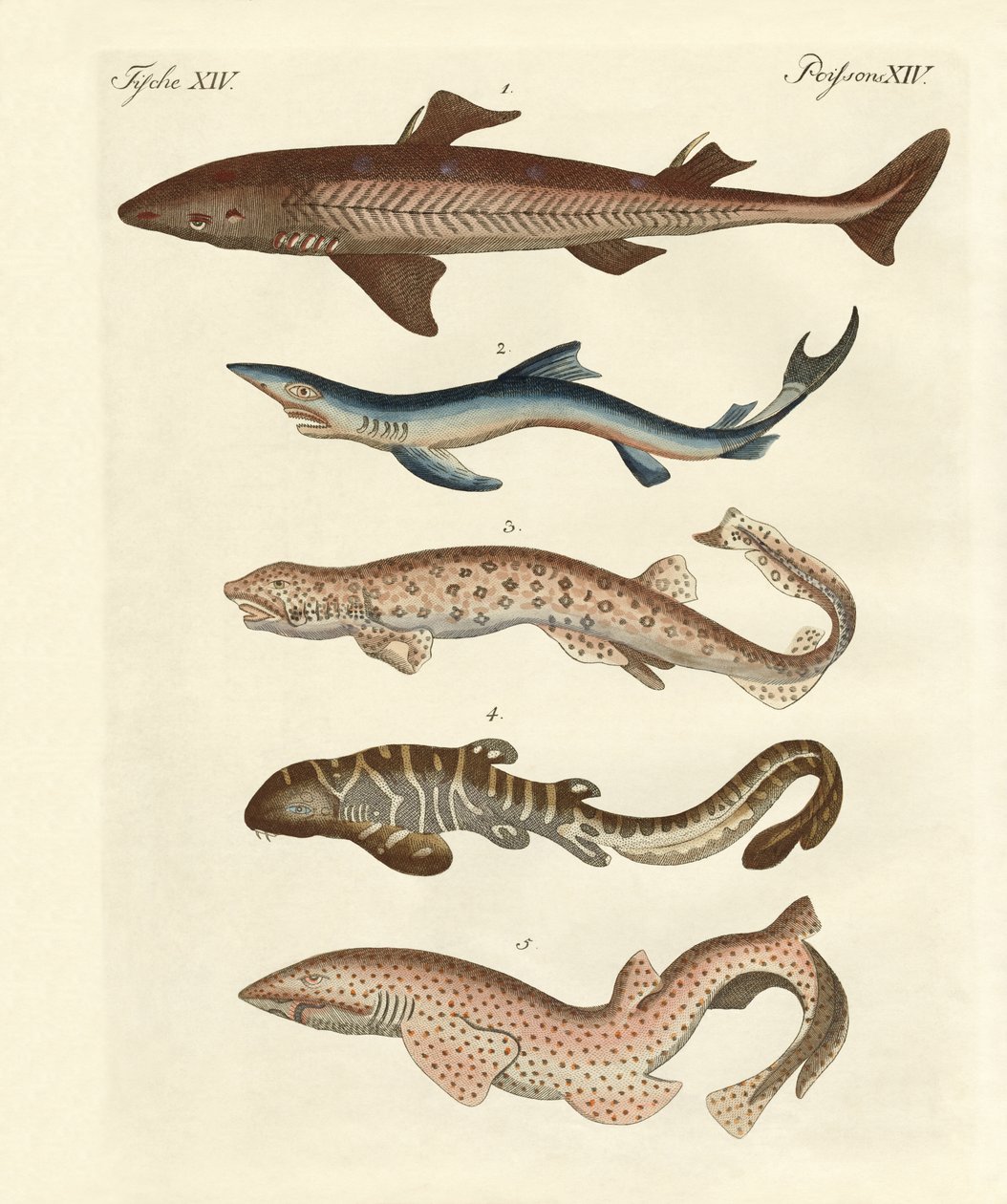 Varios tipos de tiburones de German School
