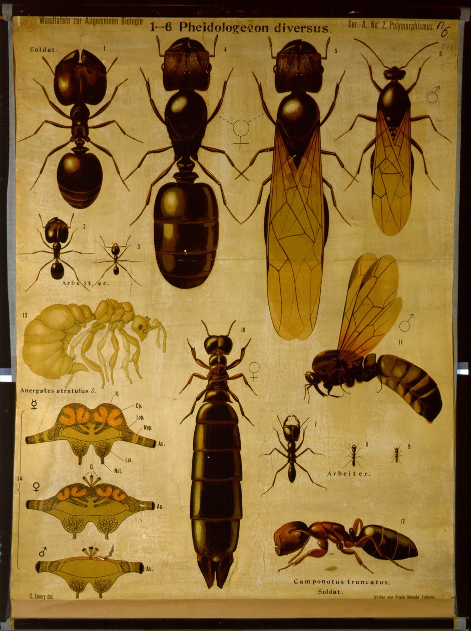 Carta mural que representa Formicidae de German School