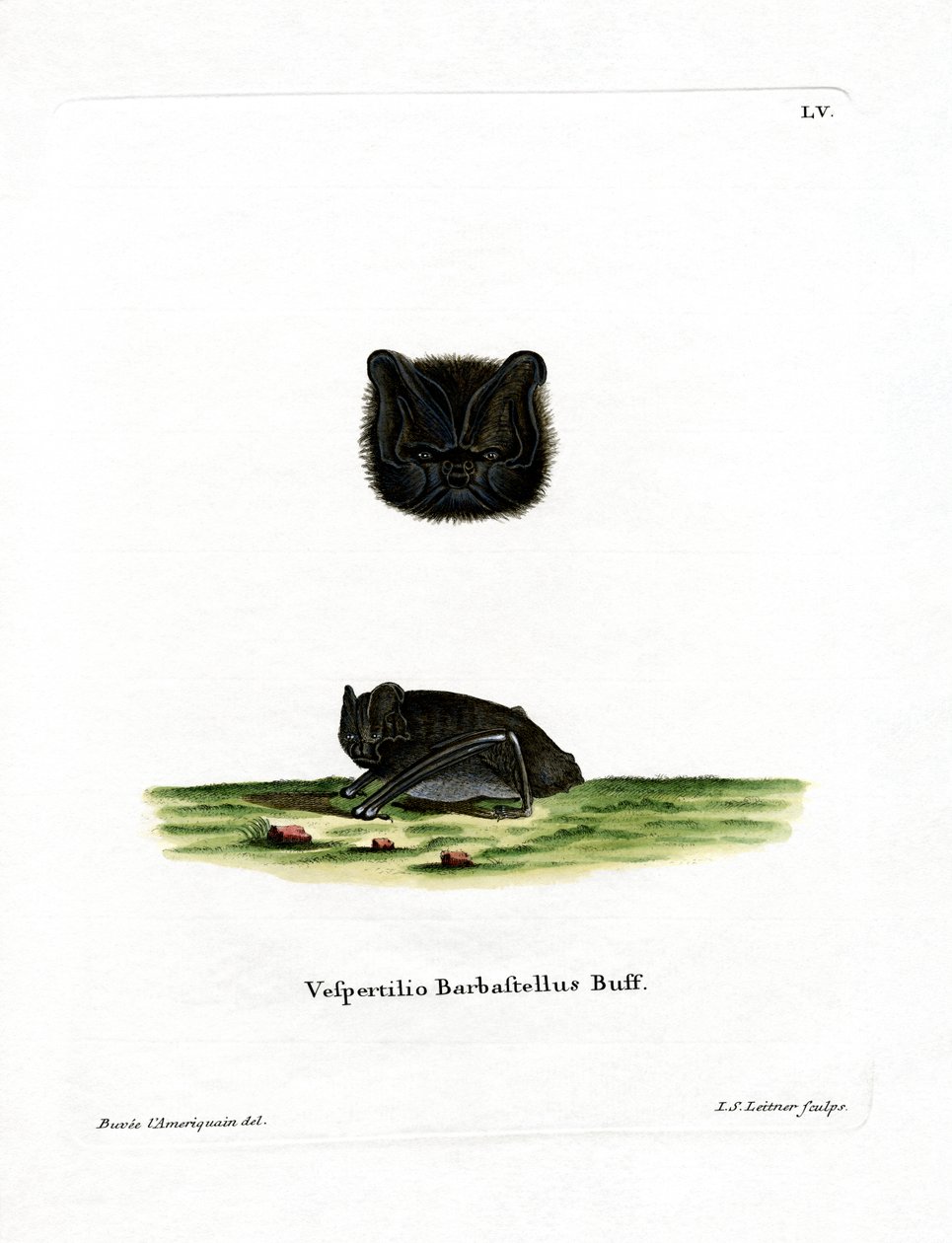 Barbastela Occidental de German School