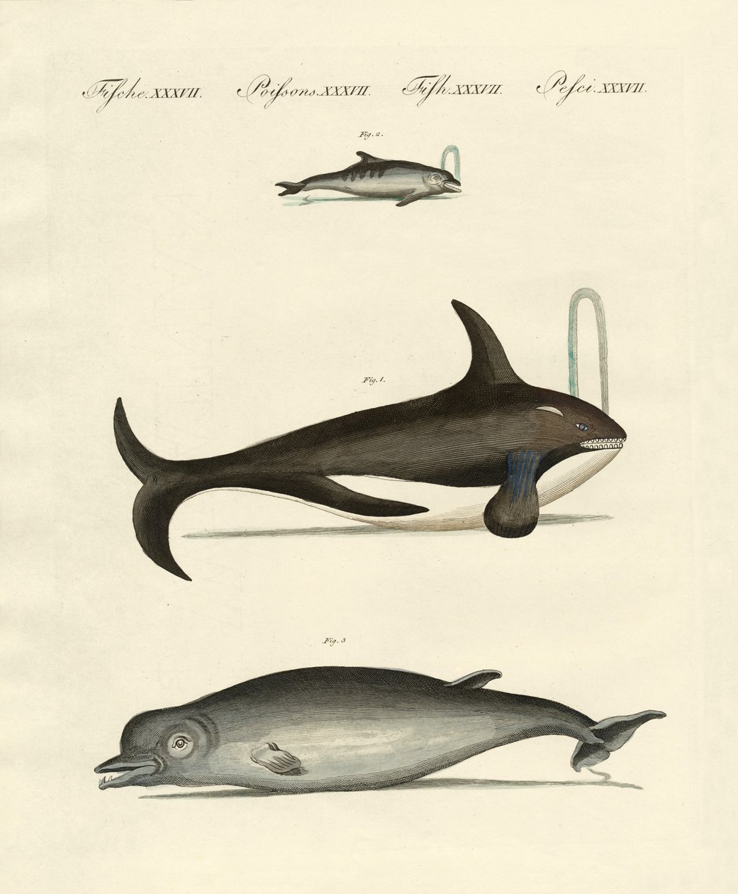 Ballenas y delfines de German School