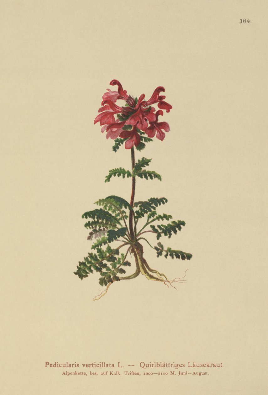 Pedicularis verticilada (Pedicularis verticillata) de German School