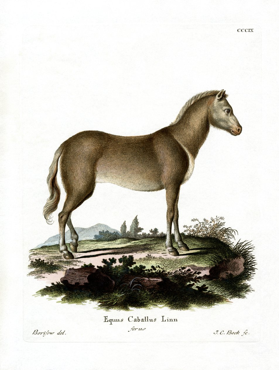 Caballo salvaje de German School