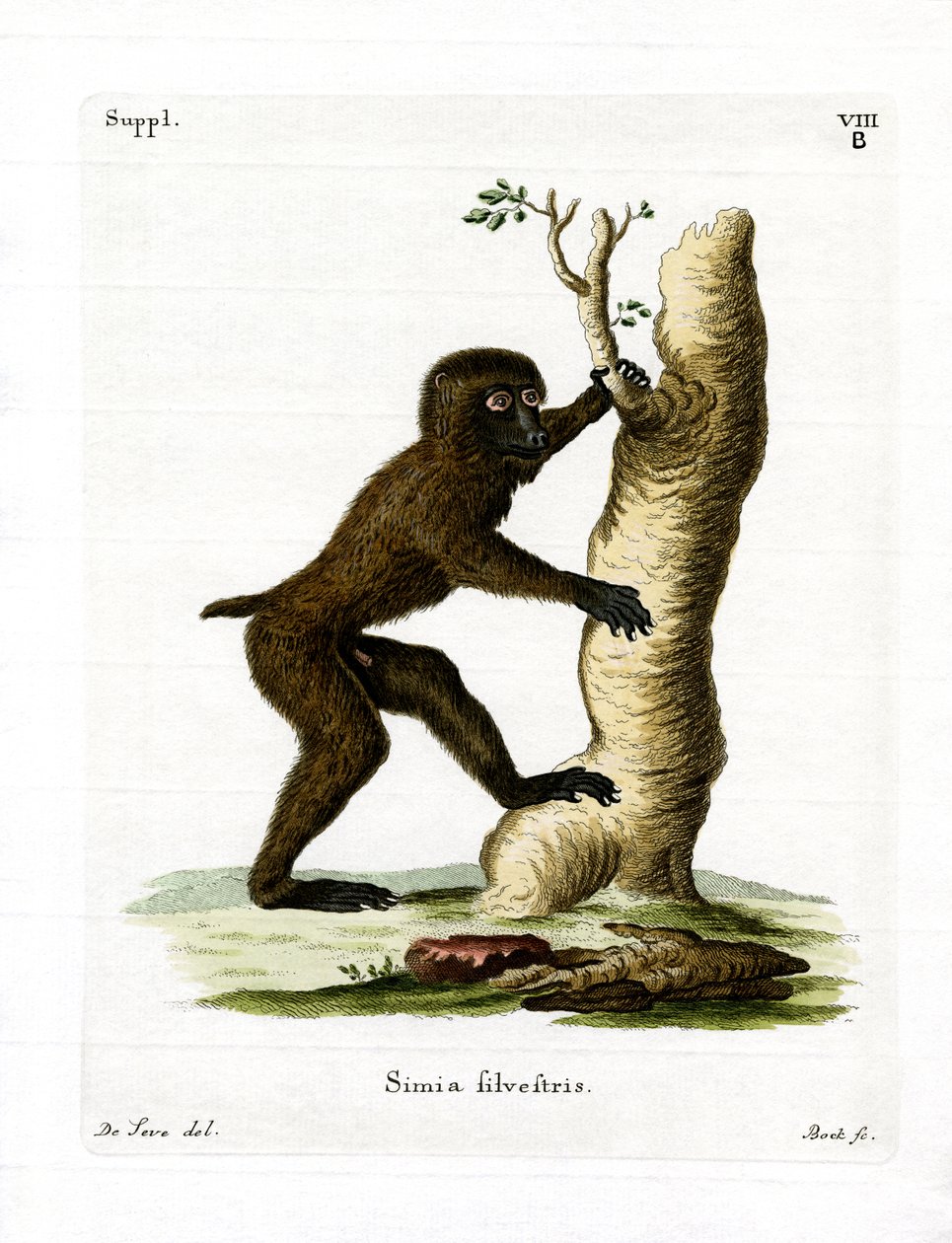 Babuino de Madera de German School
