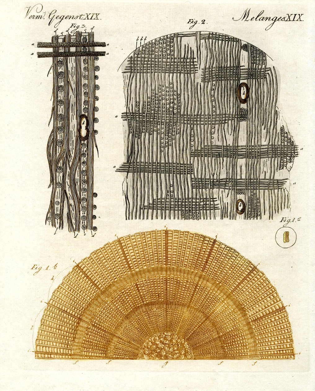 Anatomía de la madera de German School