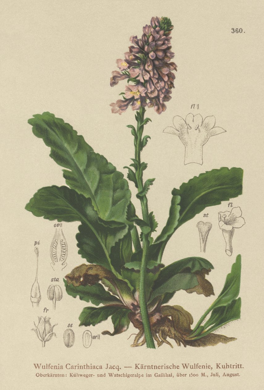 Wulfenia (Wulfenia Carinthiaca) de German School