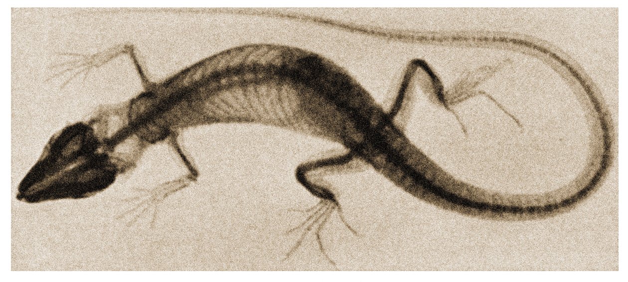 Radiografía de un lagarto c.1890 de German School